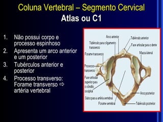 Coluna Vertebral – Segmento Cervical
                  Atlas ou C1
1.   Não possui corpo e
     processo espinhoso
2.   Apresenta um arco anterior
     e um posterior
3.   Tubérculos anterior e
     posterior
4.   Processo transverso:
     Forame transverso 
     artéria vertebral
 