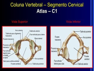 Coluna Vertebral – Segmento Cervical
             Atlas – C1
Vista Superior             Vista Inferior
 