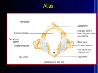 Atlas
 