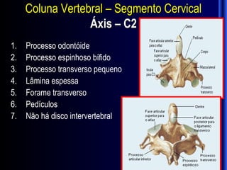 Coluna Vertebral – Segmento Cervical
                  Áxis – C2
1.   Processo odontóide
2.   Processo espinhoso bífido
3.   Processo transverso pequeno
4.   Lâmina espessa
5.   Forame transverso
6.   Pedículos
7.   Não há disco intervertebral
 