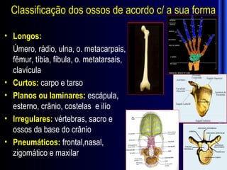 Classificação dos ossos de acordo c/ a sua forma

• Longos:
  Úmero, rádio, ulna, o. metacarpais,
  fêmur, tíbia, fíbula, o. metatarsais,
  clavícula
• Curtos: carpo e tarso
• Planos ou laminares: escápula,
  esterno, crânio, costelas e ilío
• Irregulares: vértebras, sacro e
  ossos da base do crânio
• Pneumáticos: frontal,nasal,
  zigomático e maxilar
 