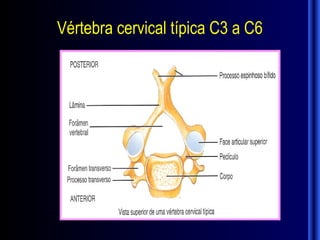 Vértebra cervical típica C3 a C6
 