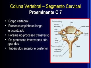 Coluna Vertebral – Segmento Cervical
            Proeminente C 7
• Corpo vertebral
• Processo espinhoso longo
  e acentuado
• Forame no processo transverso
• Os processos transversos são
  grandes
• Tubérculos anterior e posterior
 