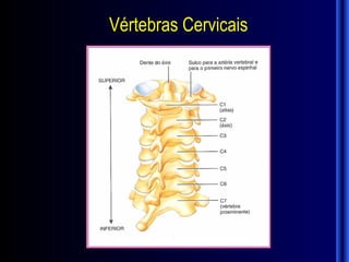 Vértebras Cervicais
 