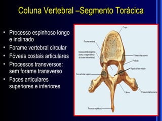 Coluna Vertebral –Segmento Torácica

• Processo espinhoso longo
  e inclinado
• Forame vertebral circular
• Fóveas costais articulares
• Processos transversos:
  sem forame transverso
• Faces articulares
  superiores e inferiores
 