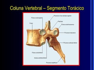 Coluna Vertebral – Segmento Torácico
 