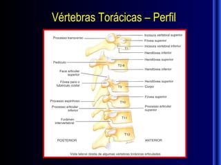 Vértebras Torácicas – Perfil
 