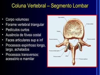 Coluna Vertebral – Segmento Lombar

• Corpo volumoso
• Forame vertebral triangular
• Pedículos curtos
• Ausência de fóvea costal
• Faces articulares sup e inf
• Processos espinhoso longo,
  largo, achatados
• Processos transversos:
  acessório e mamilar
 