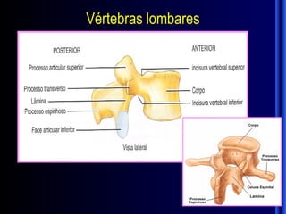 Vértebras lombares
 