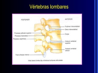 Vértebras lombares
 