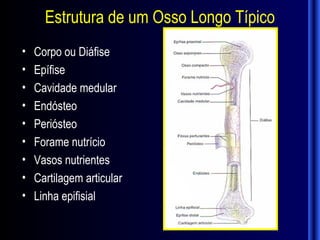 Estrutura de um Osso Longo Típico
•   Corpo ou Diáfise
•   Epífise
•   Cavidade medular
•   Endósteo
•   Periósteo
•   Forame nutrício
•   Vasos nutrientes
•   Cartilagem articular
•   Linha epifisial
 