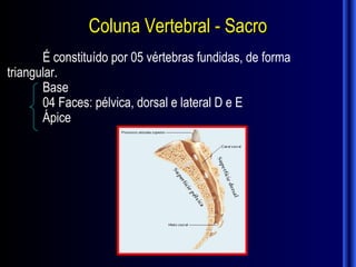 Coluna Vertebral - Sacro
       É constituído por 05 vértebras fundidas, de forma
triangular.
       Base
       04 Faces: pélvica, dorsal e lateral D e E
       Ápice
 