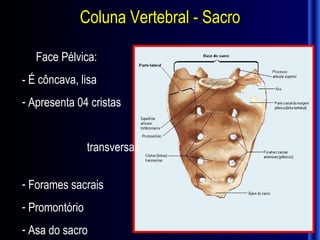 Coluna Vertebral - Sacro

   Face Pélvica:
- É côncava, lisa
- Apresenta 04 cristas


                transversas

- Forames sacrais
- Promontório
- Asa do sacro
 