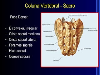 Coluna Vertebral - Sacro
    Face Dorsal:

-   É convexa, irregular
-   Crista sacral mediana
-   Crista sacral lateral
-   Forames sacrais
-   Hiato sacral
-   Cornos sacrais
 