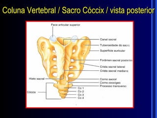Coluna Vertebral / Sacro Cóccix / vista posterior
 