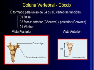 Coluna Vertebral - Cóccix
É formado pela união de 04 ou 05 vértebras fundidas.
       01 Base
       02 faces: anterior (Côncava) / posterior (Convexa)
       01 Vértice
 Vista Posterior                        Vista Anterior
 