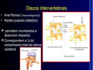Discos intervertebrais
• Anel fibroso ( fibrocartilaginoso)
• Núcleo pulposo (elástico)

 permitem movimentos e
  absorvem impactos
 Correspondem a ¼ do
  comprimento total da coluna
  vertebral
 