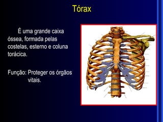Tórax

    É uma grande caixa
óssea, formada pelas
costelas, esterno e coluna
torácica.

Função: Proteger os órgãos
        vitais.
 