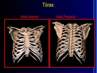 Tórax

Vista Anterior           Vista Posterior
 