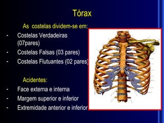 Tórax
      As costelas dividem-se em:
-   Costelas Verdadeiras
    (07pares)
-   Costelas Falsas (03 pares)
-   Costelas Flutuantes (02 pares)

      Acidentes:
-   Face externa e interna
-   Margem superior e inferior
-   Extremidade anterior e inferior
 
