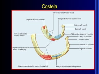 Costela
 