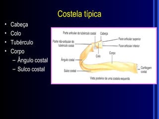 Costela típica
•   Cabeça
•   Colo
•   Tubérculo
•   Corpo
     – Ângulo costal
     – Sulco costal
 