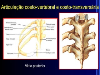 Articulação costo-vertebral e costo-transversária




           Vista posterior
 