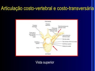 Articulação costo-vertebral e costo-transversária




                  Vista superior
 