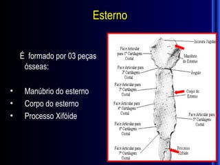 Esterno


    É formado por 03 peças
     ósseas:

•    Manúbrio do esterno
•    Corpo do esterno
•    Processo Xifóide
 