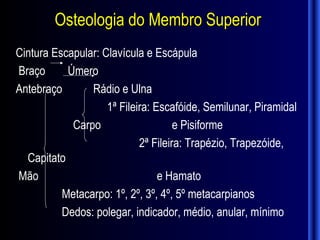 Osteologia do Membro Superior
Cintura Escapular: Clavícula e Escápula
Braço      Úmero
Antebraço       Rádio e Ulna
                    1ª Fileira: Escafóide, Semilunar, Piramidal
            Carpo                    e Pisiforme
                            2ª Fileira: Trapézio, Trapezóide,
  Capitato
Mão                              e Hamato
          Metacarpo: 1º, 2º, 3º, 4º, 5º metacarpianos
          Dedos: polegar, indicador, médio, anular, mínimo
 