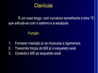 Clavícula

       É um osso longo, com curvatura semelhante a letra “S”,
que articula-se com o esterno e a escápula.

             Função:

1.   Fornecer inserção p/ os músculos e ligamentos
2.   Transmite forças do MS p/ o esqueleto axial
3.   Conecta o MS ao esqueleto axial
 