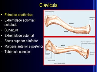 Clavícula
• Estrutura anatômica:
- Extremidade acromial:
  achatada
- Curvatura
- Extremidade esternal
- Faces superior e inferior
- Margens anterior e posterior
- Tubérculo conóide
 