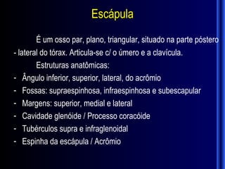 Escápula
        É um osso par, plano, triangular, situado na parte póstero
- lateral do tórax. Articula-se c/ o úmero e a clavícula.
        Estruturas anatômicas:
- Ângulo inferior, superior, lateral, do acrômio
- Fossas: supraespinhosa, infraespinhosa e subescapular
- Margens: superior, medial e lateral
- Cavidade glenóide / Processo coracóide
- Tubérculos supra e infraglenoidal
- Espinha da escápula / Acrômio
 