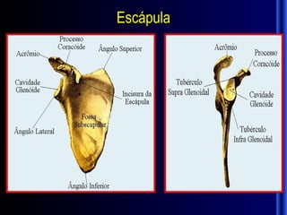 Escápula
 