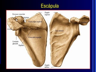 Escápula
 