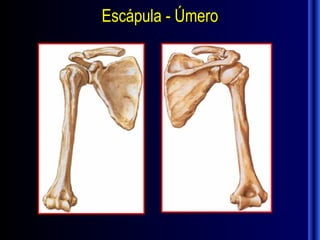 Escápula - Úmero
 