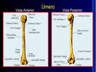 Úmero
Vista Anterior           Vista Posterior
 