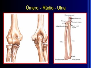 Úmero - Rádio - Ulna
 