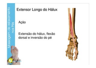 Extensor Longo do Hálux


 Ação


 Extensão do hálux, flexão
 dorsal e inversão do pé
 