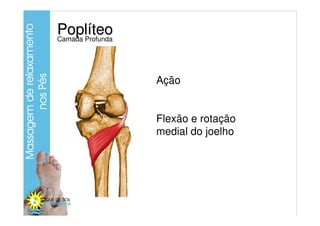 Poplíteo
Camada Profunda




                  Ação


                  Flexão e rotação
                  medial do joelho
 