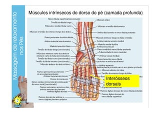 Músculos intrínsecos do dorso do pé (camada profunda)




                                    Interósseos
                ...