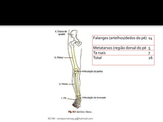 RCVM - renatacristina9.9@hotmail.com 
Falanges (artelhos/dedos do pé) 14 
Metatarsos (região dorsal do pé 5 
Ta rsais 7 
Total 26 
 