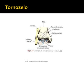 RCVM - renatacristina9.9@hotmail.com 
 