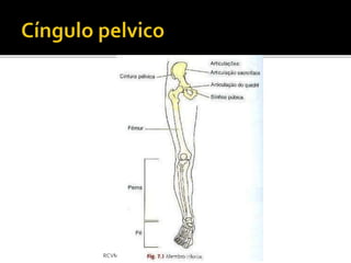 RCVM - renatacristina9.9@hotmail.com 
 