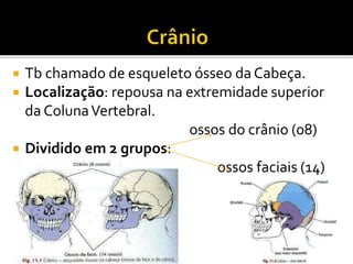  Tb chamado de esqueleto ósseo da Cabeça. 
 Localização: repousa na extremidade superior 
da Coluna Vertebral. 
ossos do crânio (08) 
 Dividido em 2 grupos: 
ossos faciais (14) 
 