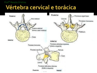 RCVM - renatacristina9.9@hotmail.com 
Profª Renata Cristina 
 