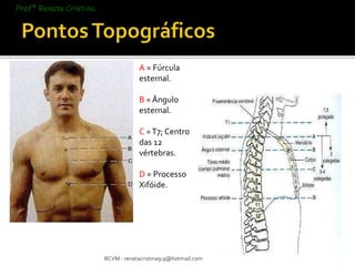 A = Fúrcula 
esternal. 
B = Ângulo 
esternal. 
C = T7; Centro 
das 12 
vértebras. 
D = Processo 
Xifóide. 
RCVM - renatacristina9.9@hotmail.com 
Profª Renata Cristina 
 