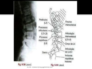 RCVM - renatacristina9.9@hotmail.com 
 