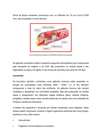 forma de discos achatados, bicôncavos com um diâmetro de 7-8 µm (1µm=1/1000
mm), são anucleados e muito flexíveis.
http://cnaturais9.files.wordpress.com/2008/05/cosntituicao-do-sangue.jpg
Os glóbulos vermelhos contêm o pigmento sanguíneo hemoglobina que é responsável
pelo transporte do oxigênio e do CO2. São produzidos na medula óssea e são
degradados no baço e no fígado. O seu tempo de semivida é de cerca de 120 dias.
Leucócitos
Os leucócitos (também conhecidos como glóbulos brancos) estão presentes no
sangue em quantidades muito inferiores, 4000 - 11000 / µ1. O seu diâmetro
corresponde a mais do dobro dos eritrócitos. Os glóbulos brancos são sempre
nucleados e apresentam um movimento amebóide. Eles são produzidos na medula
óssea e amadurecem nos diferentes órgãos linfáticos (baço, nódulos linfáticos,
amígdalas, medula óssea, timo), transformando-se em células com uma variedade de
funções e aparências estruturais.
A defesa não específica é fornecida por células conhecidas como fagócitos. Estas
células podem reconhecer, envolver e digerir organismos estranhos tais como fungos,
bactérias e vírus. Elas incluem:
• Granulócitos;
• Fagócitos mononucleares ou monócitos.
 