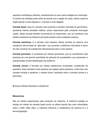 aspectos morfológicos distintos, caracterizando os seus vários estágios de maturação.
O número de camadas pode variar de acordo com a região do corpo, sendo a pele da
região plantar a mais espessa e a da face a mais delgada.
Camada basal: essa é a camada mais profunda e também chamada de germinativa,
apresenta intensa atividade mitótica, sendo responsável pela constante renovação
celular. Nesta camada também encontramos os melanócitos, que se constituem nas
células produtoras de melanina (principal protetor contra radiações solares).
Camada espinhosa: é a camada mais espessa. Nessa camada se observa uma
substância denominada de “glicocálix’’ que aumenta a aderência intercelular e serve
de meio condutor de substâncias hidrossolúveis para o meio externo.
Camada granulosa: é constituída por células granulosas, que se caracterizam pela
presença de uma grande quantidade de grânulos de queratoialina, que expressam a
queratinização (impermeabilização) da epiderme.
Camada córnea: é formada por células epidérmicas anucleadas, constituídas de
queratina. Essa camada é mais espessa nas regiões palmo plantares, onde mais uma
camada compõe a epiderme, o estrato lúcido, localizado entre a camada córnea e a
granulosa.
►Outras Células Presentes na Epiderme
Melanócitos
São as células responsáveis pela produção de melanina. A melanina protege as
células em mitose da camada basal contra os efeitos lesivos dos raios ultravioletas
sobre o DNA. Além disso, a melanina influencia o metabolismo da vitamina D e a
termorregulação.
 